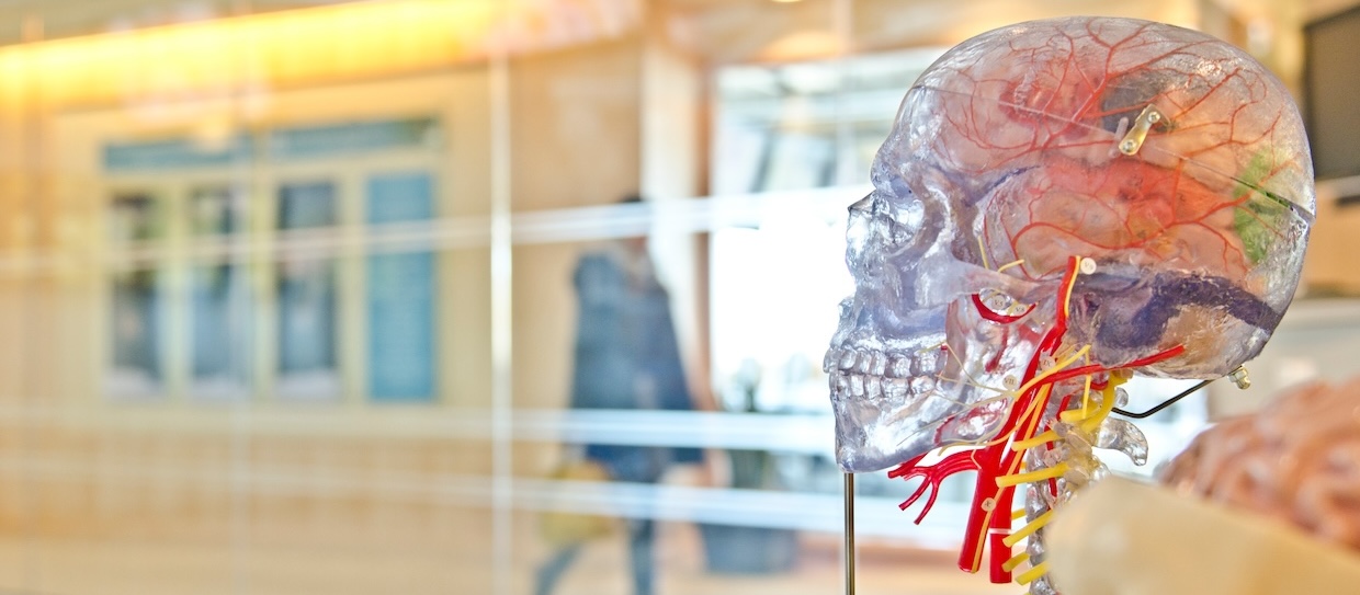 Anatomical display of human skull and nervous system